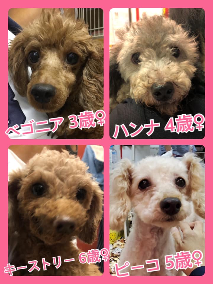 🐾今日の里親様募集中ワンコ🐶メンバーです🐾2020,8,1